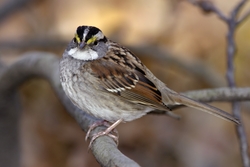 White-throated Sparrow