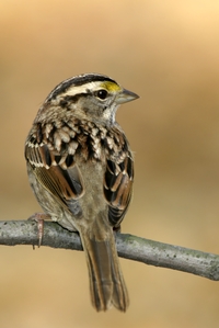 White-throated Sparrow