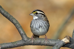 White-throated Sparrow