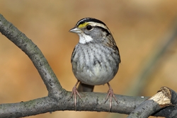 White-throated Sparrow