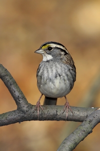 White-throated Sparrow