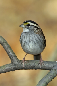 White-throated Sparrow