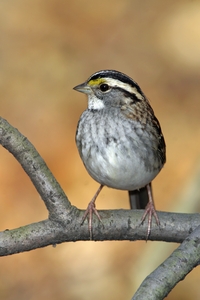White-throated Sparrow
