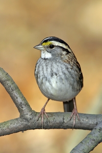White-throated Sparrow