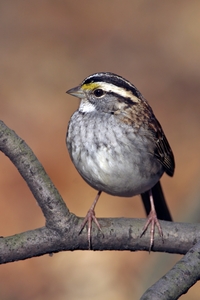 White-throated Sparrow