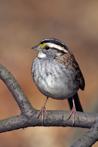 White-throated Sparrow