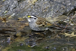 White-throated Sparrow