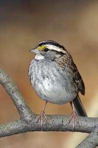White-throated Sparrow