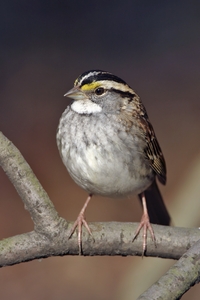 White-throated Sparrow