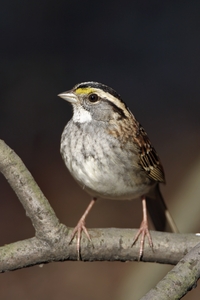 White-throated Sparrow