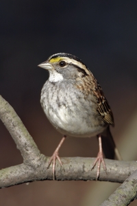 White-throated Sparrow