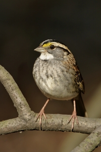 White-throated Sparrow