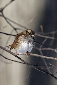 White-throated Sparrow