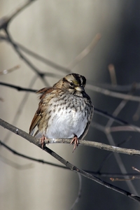White-throated Sparrow