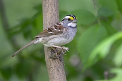 White-throated Sparrow