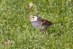 White-throated Sparrow