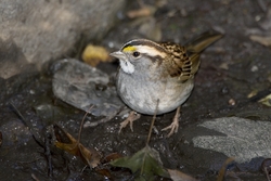 White-throated Sparrow