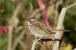 White-throated Sparrow
