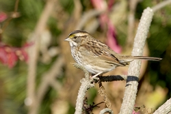 White-throated Sparrow