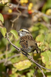 White-throated Sparrow