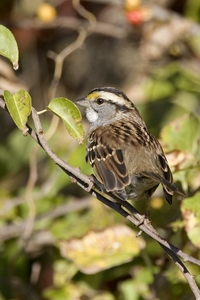 White-throated Sparrow