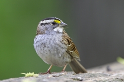 White-throated Sparrow