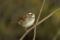 White-throated Sparrow