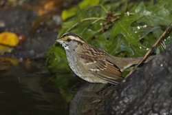 White-throated Sparrow