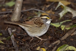 White-throated Sparrow