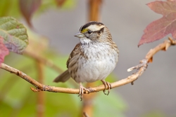White-throated Sparrow