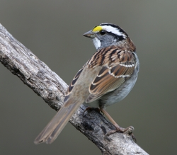 White-throated Sparrow