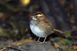 White-throated Sparrow