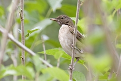 White-throated Thrush