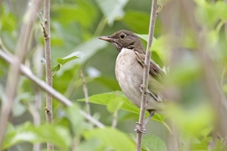 White-throated Thrush