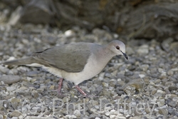 White-tipped Dove