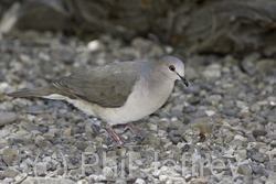 White-tipped Dove