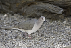 White-tipped Dove