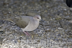 White-tipped Dove