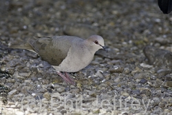 White-tipped Dove