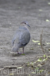 White-tipped Dove