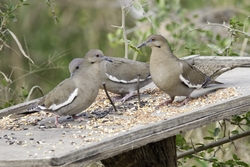 White-winged Dove