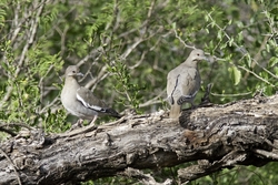 White-winged Dove
