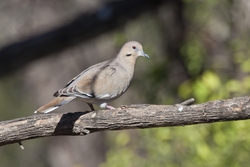 White-winged Dove