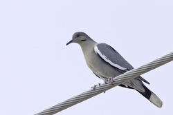 White-winged Dove