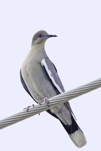 White-winged Dove