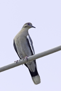 White-winged Dove