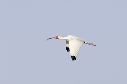 White Ibis