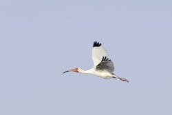 White Ibis