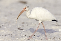White Ibis