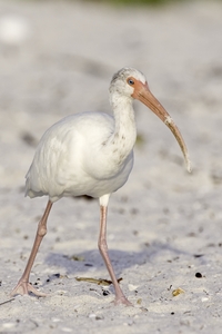 White Ibis